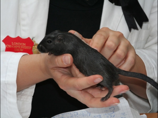 Knagerfestijn, gehouden op 2 september 2006 Mongoolse gerbil, zwart