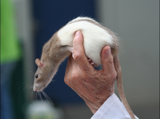 Knagerfestijn, gehouden op 2 september 2006 Een tamme rat