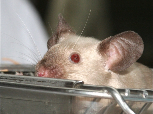 Knagerfestijn, gehouden op 2 september 2006 Een kleurmuis, siamees