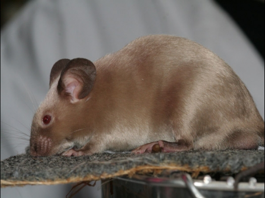 Knagerfestijn, gehouden op 2 september 2006 Een kleurmuis, siamees