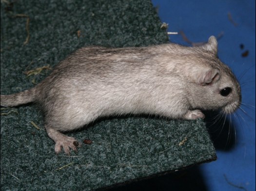 Mongoolse gerbil, de kleur was niet erkend