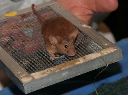 Kleurmuis, kleur Cinnamon Agouti