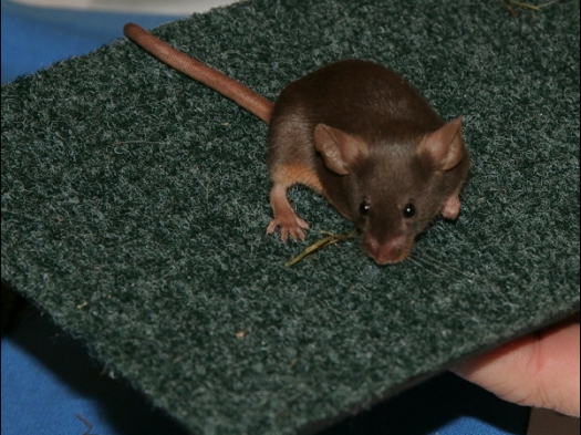 Kleurmuis, kleur Chocola tan. Van boven is hij chocola en van onderen is hij roestbruin. Als je van de zijkant bekijkt, mag je de kleur roestbruin niet zien! Alleen maar als je hem optilt.