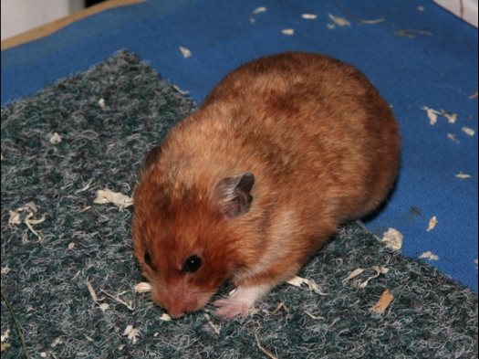 Syrische Hamster, kleur Goud Satijn