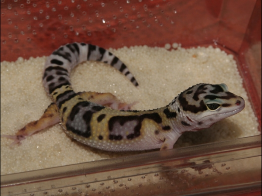 Een gekko van BC Reptiles (www.bcreptiles.com)