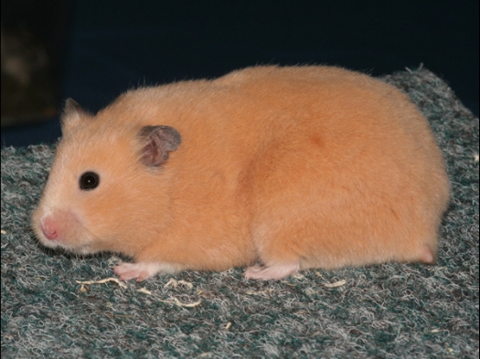 Roxy van Nanette Mesker. Zij is de beste ��nkleur Syrische hamster geworden en ook nog eens de mooiste Syrische hamster van de show!
