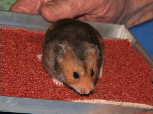 N.M.C. Keuring Exoknaag Een Syrische hamster van Selena