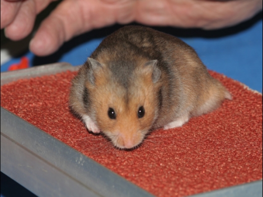 N.M.C. Keuring Exoknaag Selena is trots op haar hamster!
