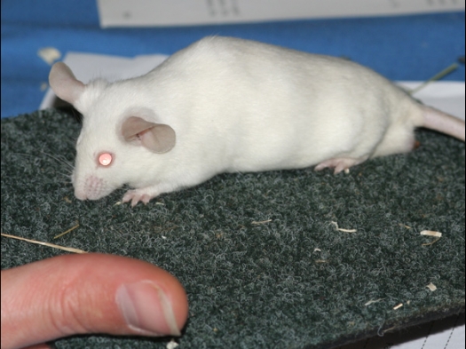 N.M.C. Keuring Exoknaag Een witte
