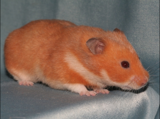 N.M.C. Keuring Exoknaag Een Syrische hamster, kleur Oranje
