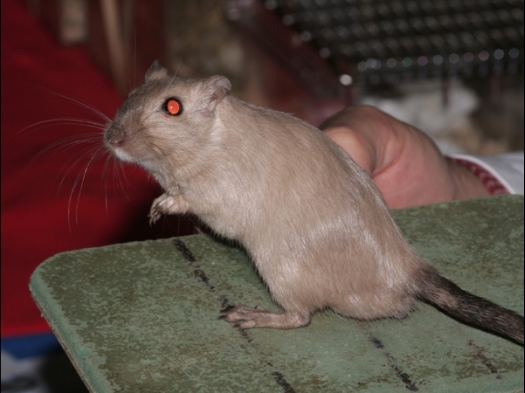 Een Mongoolse Gerbil, de kleur Burmees