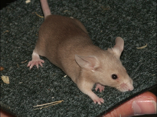 N.M.C. Keuring Exoknaag Een niet erkende kleur Kleurmuis