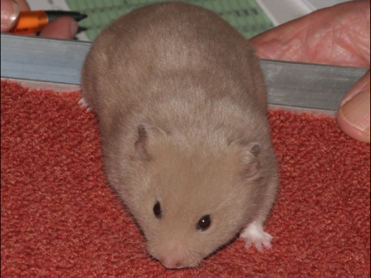 Een Syrische hamster, een kleur die nog niet erkend is: Dove