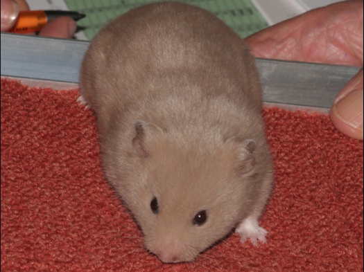 N.M.C. Keuring Exoknaag Een Syrische hamster, een kleur die nog niet erkend is: Dove