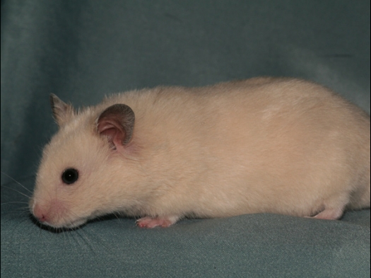 N.M.C. Keuring Exoknaag Syrische hamster, Ivoor of Off-white, wat is het?