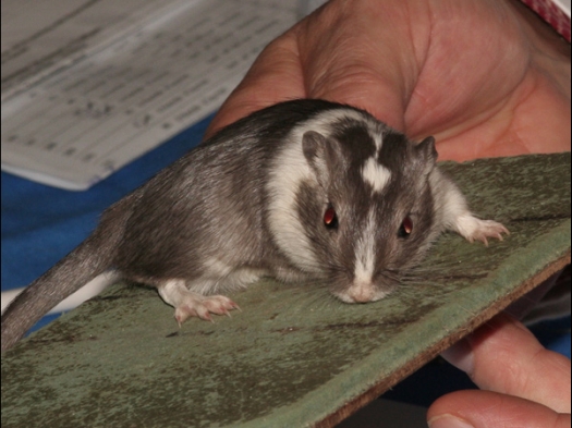 Een Mongoolse gerbil