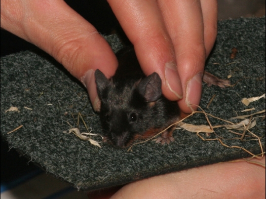 N.M.C. Keuring Exoknaag Deze kleurmuis wordt goed vastgehouden!