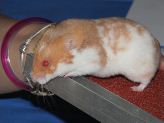 N.M.C. Keuring Exoknaag Syrische hamster gevlekt