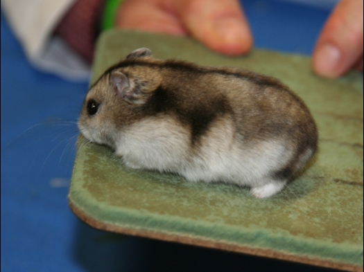 N.M.C. Keuring Exoknaag Deze Russische dwerghamster heeft een niet doorlopende drieboog