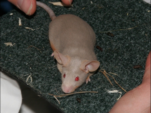 N.M.C. Keuring Exoknaag Een Kleurmuis in de kleur Duifgrijs Tan