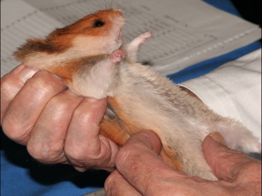 Deze Syrische hamster wordt van top tot teen goed bekeken