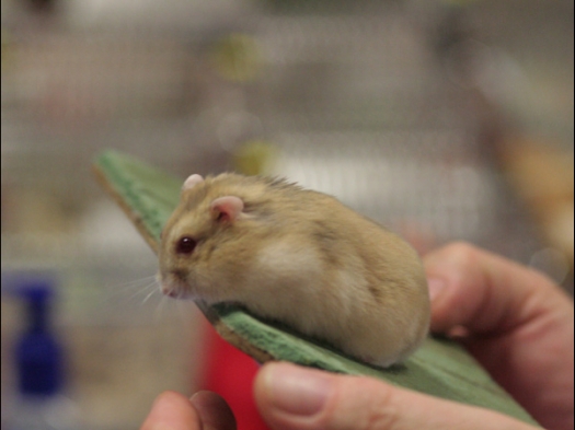 N.M.C. Keuring Exoknaag Russische dwerghamster, kleur Geel-wildkleur roodoog