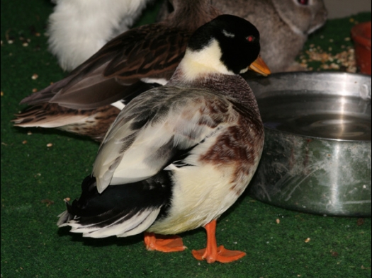 N.M.C. Keuring Exoknaag Op Exoknaag waren ook vogels en eenden aanwezig