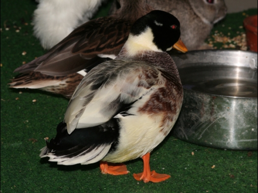 Op Exoknaag waren ook vogels en eenden aanwezig