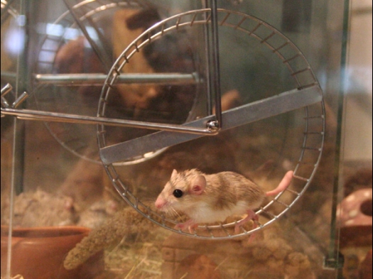 N.M.C. Keuring Exoknaag Dat een Dikstaartgerbil ook in molentjes kunnen lopen, bewijst deze gerbil!