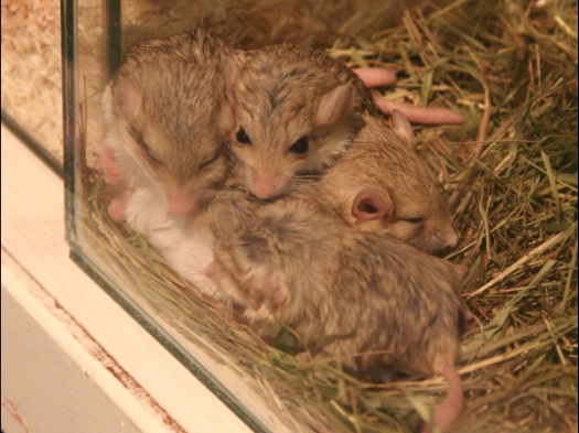 N.M.C. Keuring Exoknaag Dikstaartgerbils