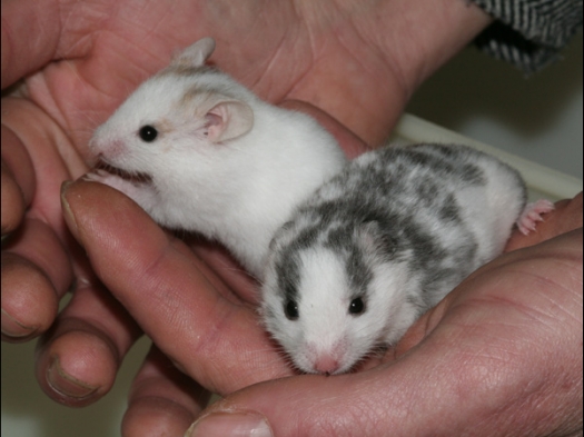 Syrische hamster, beiden Piebald