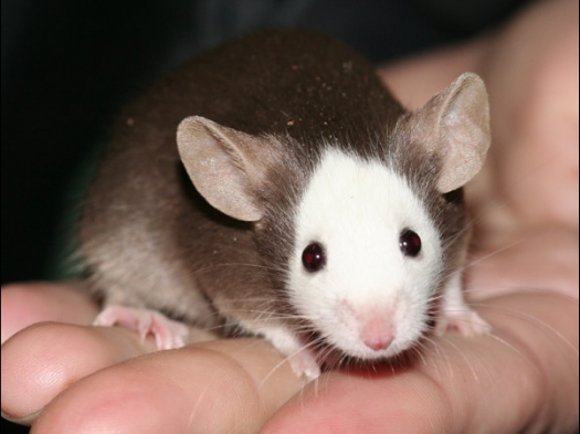 Een bijzonder muis van Saskia en Peter