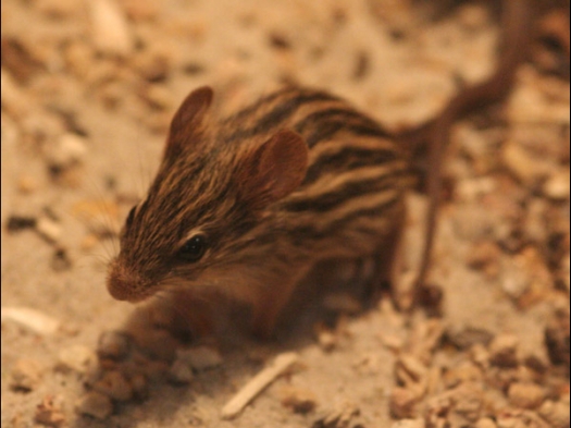 Of was het een Afrikaanse Zebragrasmuis?