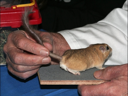 Exoknaag 2008 De keurmeester bekijkt de staart van de Pluimstaart Gerbil