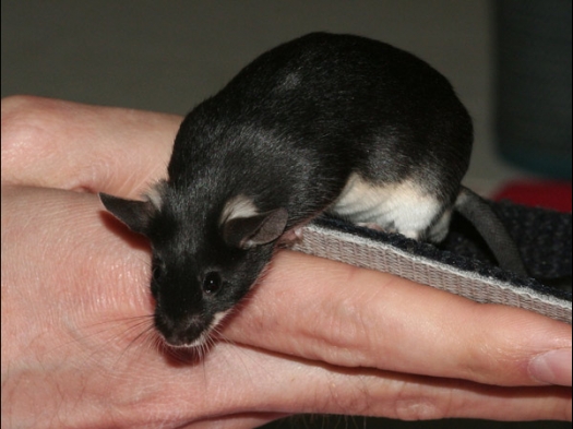 Exoknaag 2008 Kleurmuis Zilvervos, die hebben een witte buik