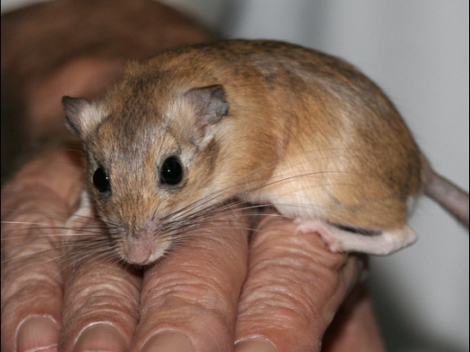 Exoknaag 2008 Bijzondere gerbil