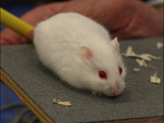 Exoknaag 2008 Een Campbelli dwerghamster, Albino