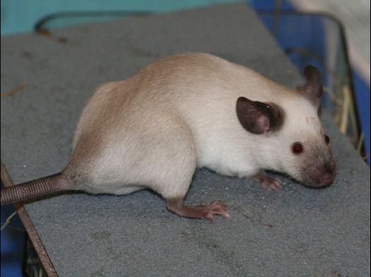 Exoknaag 2008 Kleurmuis Siamees, een hele mooie