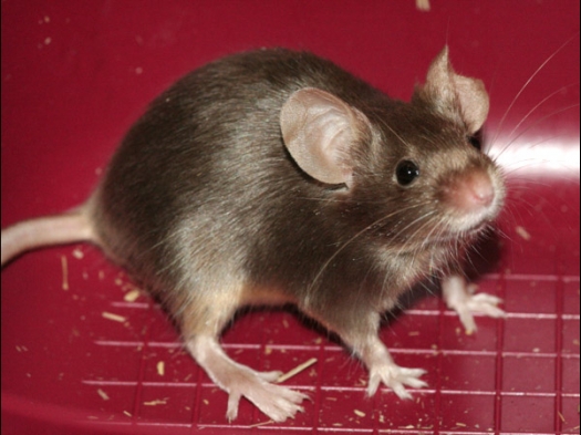 Exoknaag 2008 Veel mensen kwamen op het evenement af om dieren aan te schaffen