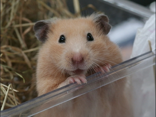 Dit zijn foto's gemaakt tijdens het evenement Knagerfestijn 2008.
