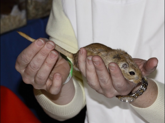 Dit zijn foto's gemaakt op Rebas Trofee, gehouden op Exoknaag 5 april 2009.
