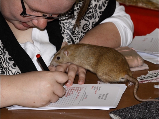 Dit zijn foto's gemaakt op Rebas Trofee, gehouden op Exoknaag 5 april 2009.
