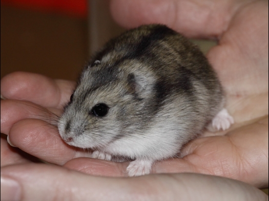 Dit zijn foto's gemaakt op Rebas Trofee, gehouden op Exoknaag 5 april 2009.
