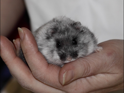 Dit zijn foto's gemaakt op Rebas Trofee, gehouden op Exoknaag 5 april 2009.
