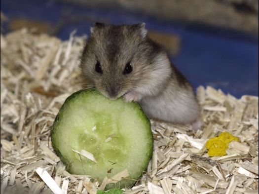 Dit zijn foto's gemaakt op Rebas Trofee, gehouden op Exoknaag 5 april 2009.
