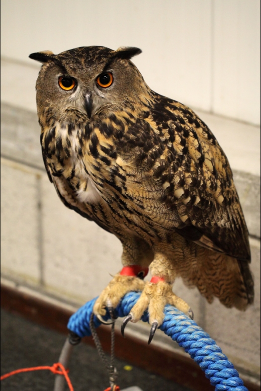 Dit zijn foto's gemaakt op Rebas Trofee, gehouden op Exoknaag 11 april 2010.
