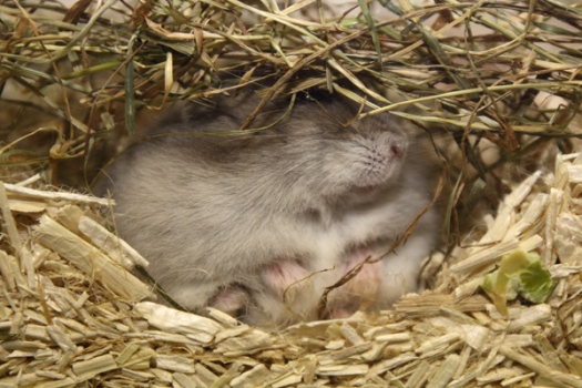 Dit zijn de foto's van het eerste evenement Joh Qualm Bokaal, gehouden op 12 december 2010. Dit ter ere van de keurmmeester Joh Qualm.