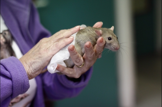 Dit zijn foto's gemaakt op de N.M.C. Clubdag gehouden op 11 juni 2011. Eerst heeft Rolf een toedracht gehouden over de chinchilla, daarna Alice over gerbils. Daarna is er een kleine leukenkeuring geweest die erg leerzaam was. Er waren Rusjes waarvan de oogspieren zichtbaar waren, waarschijnlijk erger dan anders omdat er heel veel licht was. Ook was een Syrische hamster met een te lage oorstand.