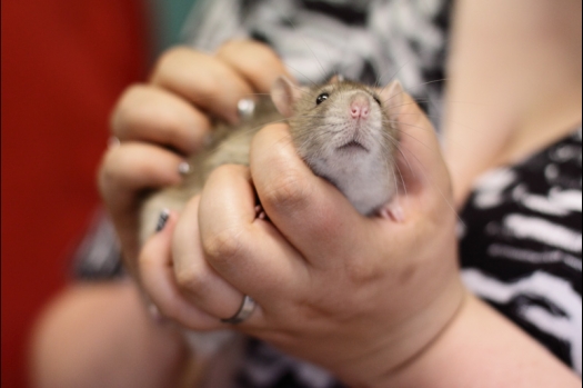 Dit zijn foto's gemaakt op de N.M.C. Clubdag gehouden op 11 juni 2011. Eerst heeft Rolf een toedracht gehouden over de chinchilla, daarna Alice over gerbils. Daarna is er een kleine leukenkeuring geweest die erg leerzaam was. Er waren Rusjes waarvan de oogspieren zichtbaar waren, waarschijnlijk erger dan anders omdat er heel veel licht was. Ook was een Syrische hamster met een te lage oorstand.