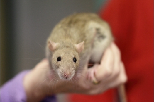 Dit zijn foto's gemaakt op de N.M.C. Clubdag gehouden op 11 juni 2011. Eerst heeft Rolf een toedracht gehouden over de chinchilla, daarna Alice over gerbils. Daarna is er een kleine leukenkeuring geweest die erg leerzaam was. Er waren Rusjes waarvan de oogspieren zichtbaar waren, waarschijnlijk erger dan anders omdat er heel veel licht was. Ook was een Syrische hamster met een te lage oorstand.